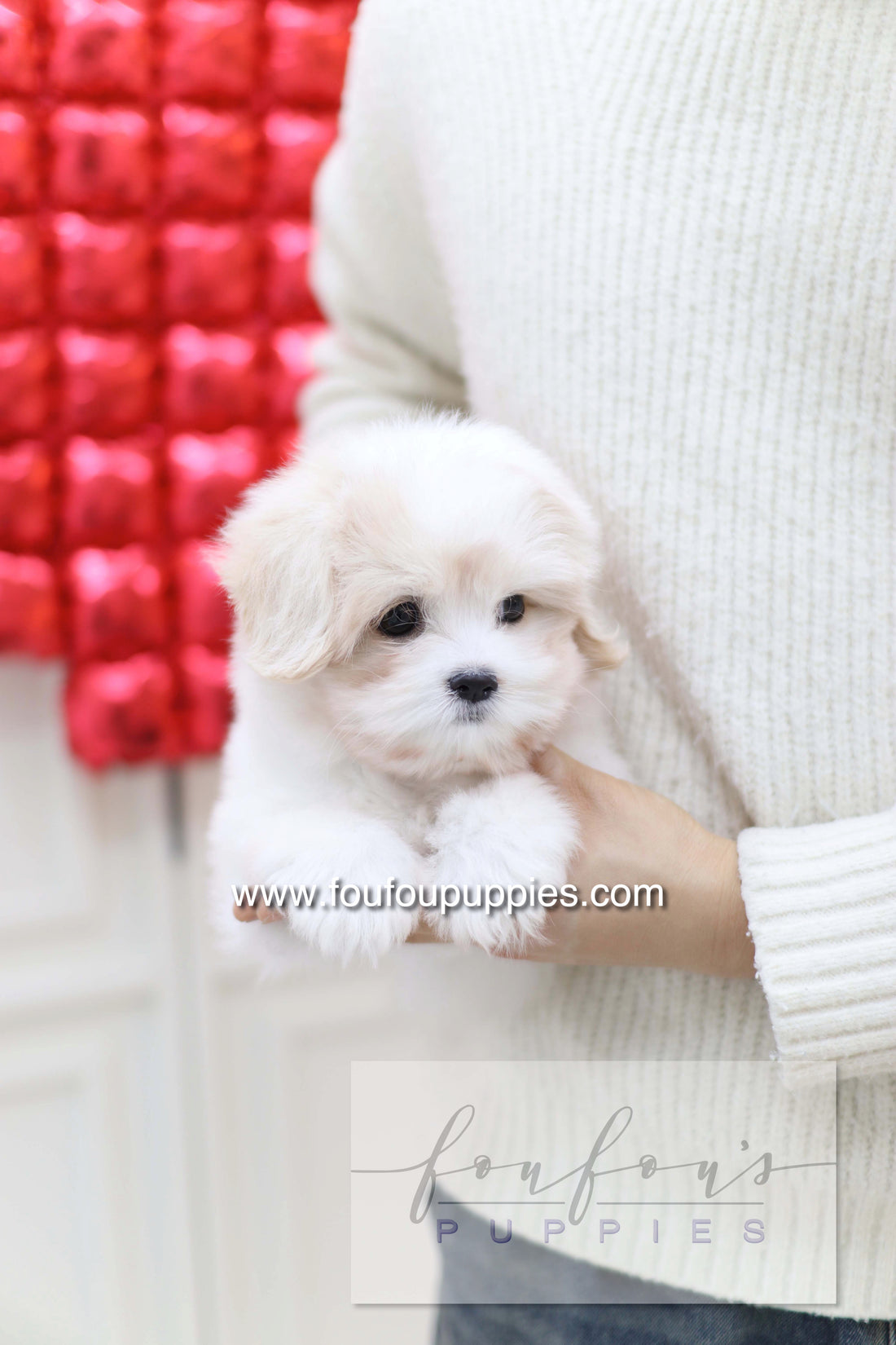 Pouchon - Cotton De Tulear M.