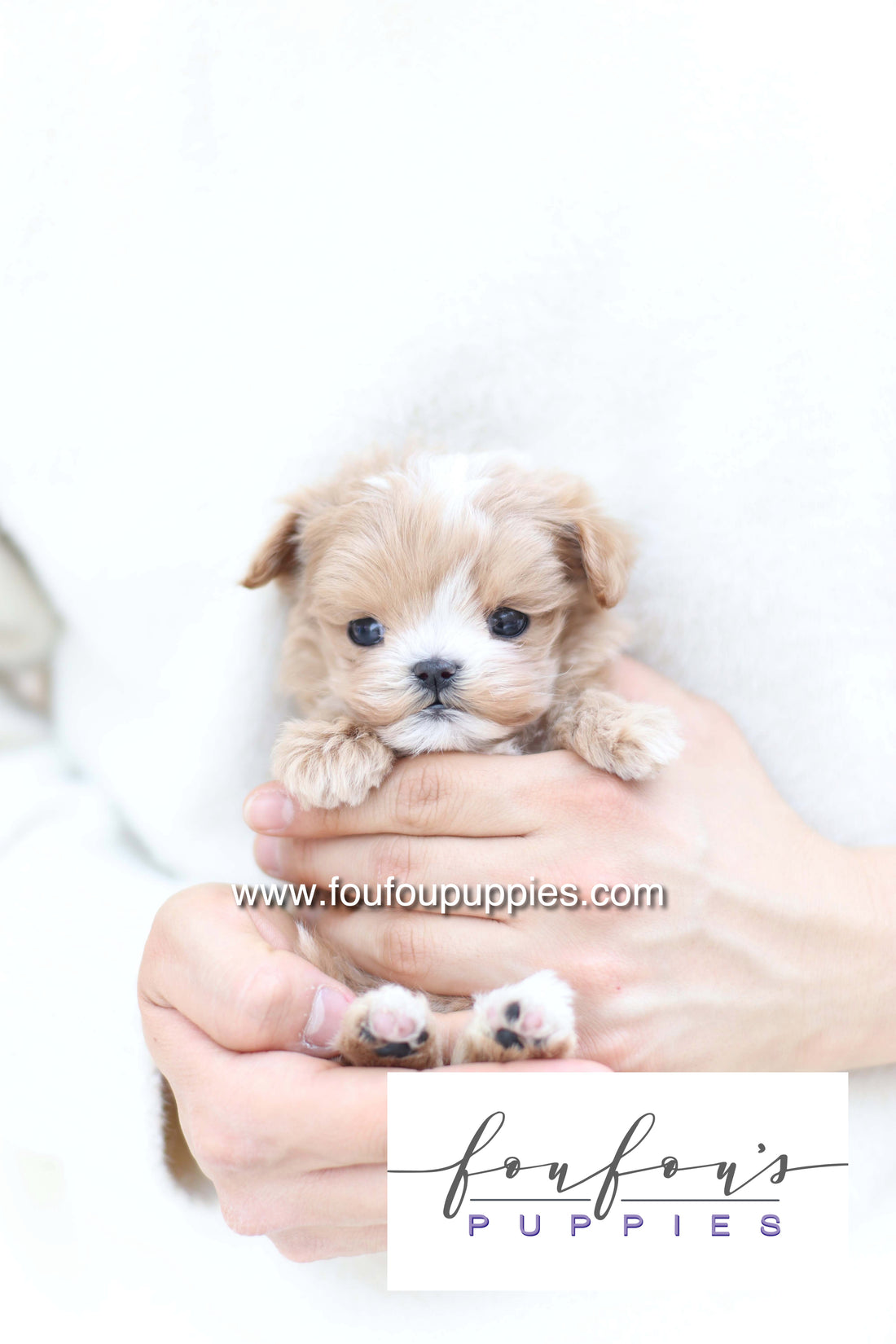 Bruno - Maltipoo M. RESERVED