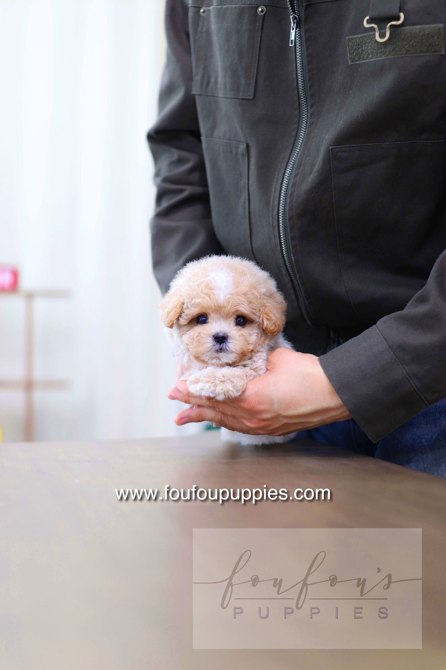 Haru - Maltipoo M.